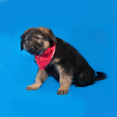 Black and red shaggy puppy in red bandanna sitting on blue