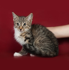 Fototapeta na wymiar Striped frightened kitten sits on burgundy