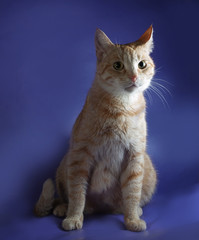 Ginger tabby cat sitting on blue