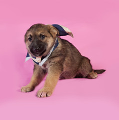 Brown puppy in blue bandanna sitting on pink