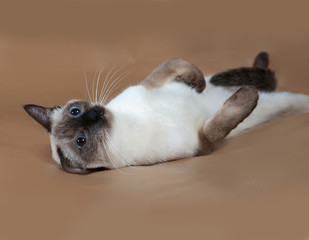 Thai cat with blue eyes lying on brown