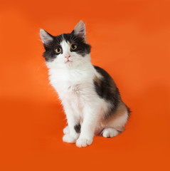 Tricolor fluffy kitten sitting on orange