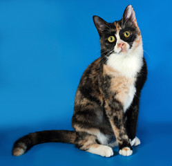 Tricolor cat sitting on blue