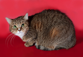 Fototapeta na wymiar Tricolor cat sitting on red