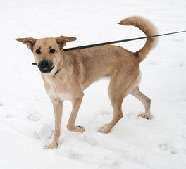 Yellow dog going on snow