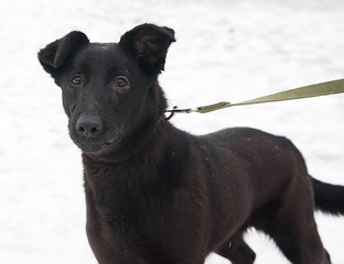 Black dog standing on snow