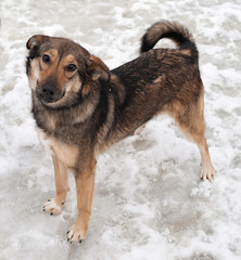 Gray dog standing on snow