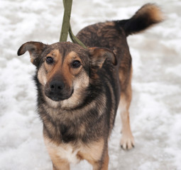 Brown dog standing on snow