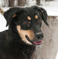 Black dog with red spots standing on snow