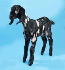 Black, white and red Nubian lamb standing on blue