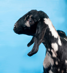 Black, white and red Nubian lamb on blue