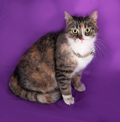 Obraz premium Tricolor striped cat sitting on lilac