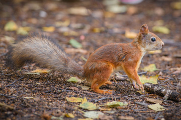 Curious squirrel