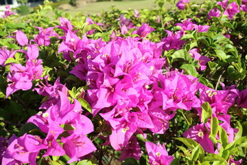 bougainvillea flower blooming in Thailand