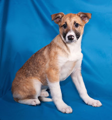 Red and white puppy sitting on blue