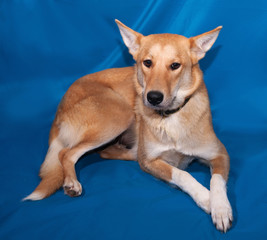 Red dog lying on blue