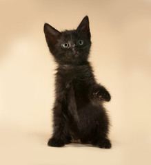 Black kitten sitting on yellow