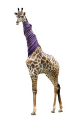 Giraffe in a scarf