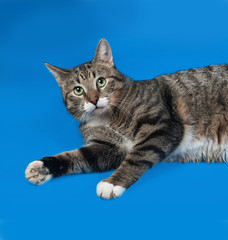 Obraz premium Tabby and white cat lying on blue