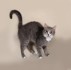 Gray striped cat standing on gray