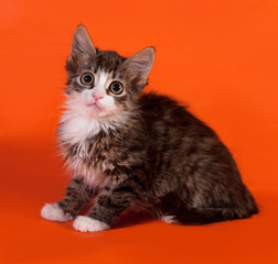 Striped and white fluffy kitten sitting on orange