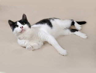 White and black cat lying and licked on gray