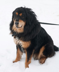 Tibetan Mastiff sitting on snow