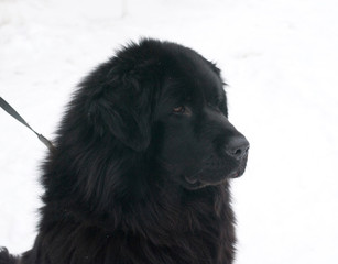 Tibetan Mastiff standing on snow