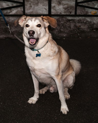 Yellow and gray dog sitting on asphalt