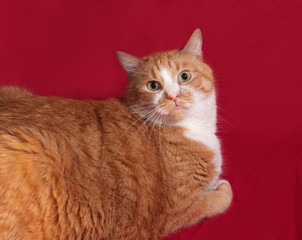 Thick red cat lying on red