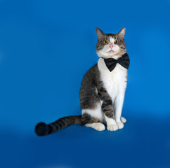Tabby and white cat sitting on blue