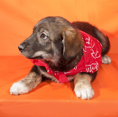 Brown puppy in red bandanna lying on orange