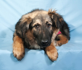 Black and yellow shaggy dog lying on blue