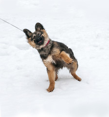 Black and yellow puppy goes on leash on snow and resists
