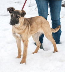 Yellow dog standing on snow