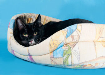 Black and white cat on couch on blue