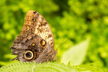 Schmetterling © mp1982_06