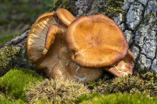 Mushroom (Armillaria tabescens)in the forest