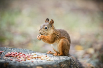 Naklejka na ściany i meble Curious squirrel 