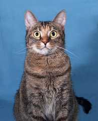 Naklejka premium Tabby cat sitting on blue