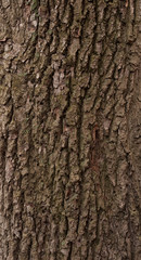 Fototapeta premium Texture of old tree bark covered with moss