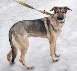 Gray and yellow dog standing on ice