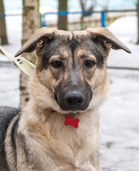 Gray and yellow dog standing on snow