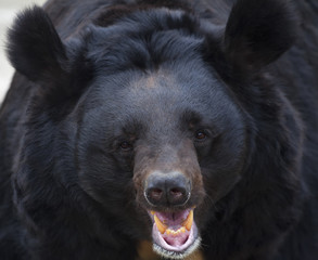 The head and shoulders of an Asiatic black bear with open chaps. The Himalayan omnivorous beast, Ursus thibetanus, beautiful and dangerous. Endangered animal in wildlife. Closeup portrait.