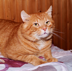 Red tabby cat lying on table