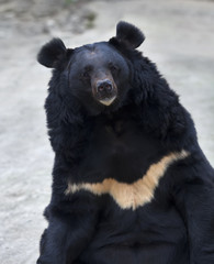 Fototapeta premium Eye to eye contact with an Asiatic black bear. The Himalayan omnivorous beast, Ursus thibetanus, beautiful and dangerous. Endangered animal in wildlife.