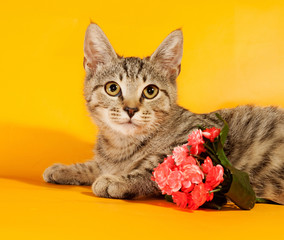 Naklejka premium Striped kitten with bouquet of flowers lying on yellow