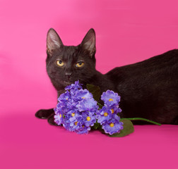 Black kitten with bouquet of flowers lying on pink