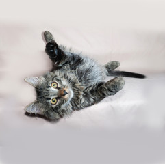 Fluffy tabby Siberian kitten lying on brown