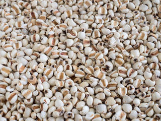 job's-tears background